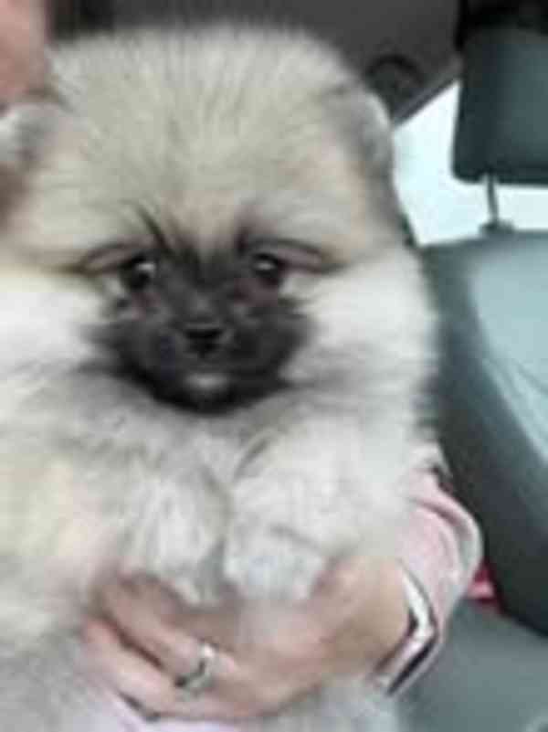 Čistokrevný pomeranian - foto 1