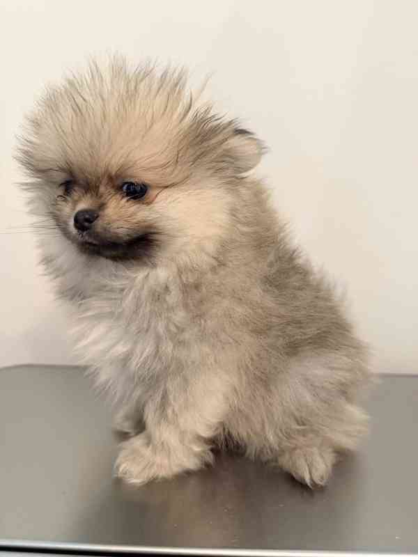 Čistokrevný pomeranian - foto 3