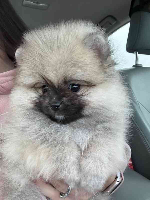 Čistokrevný pomeranian - foto 2