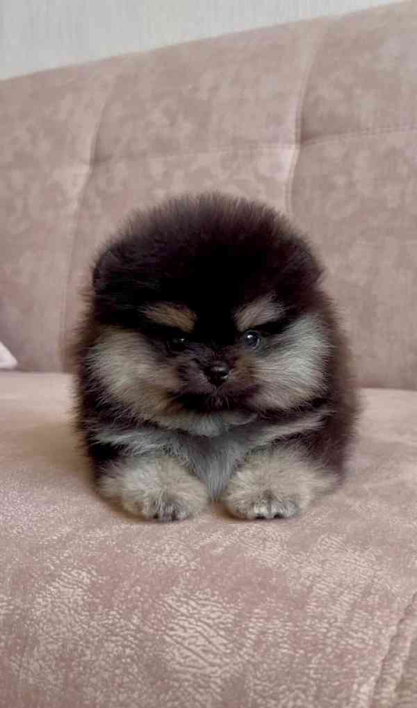 Čistokrevný pomeranian - foto 4