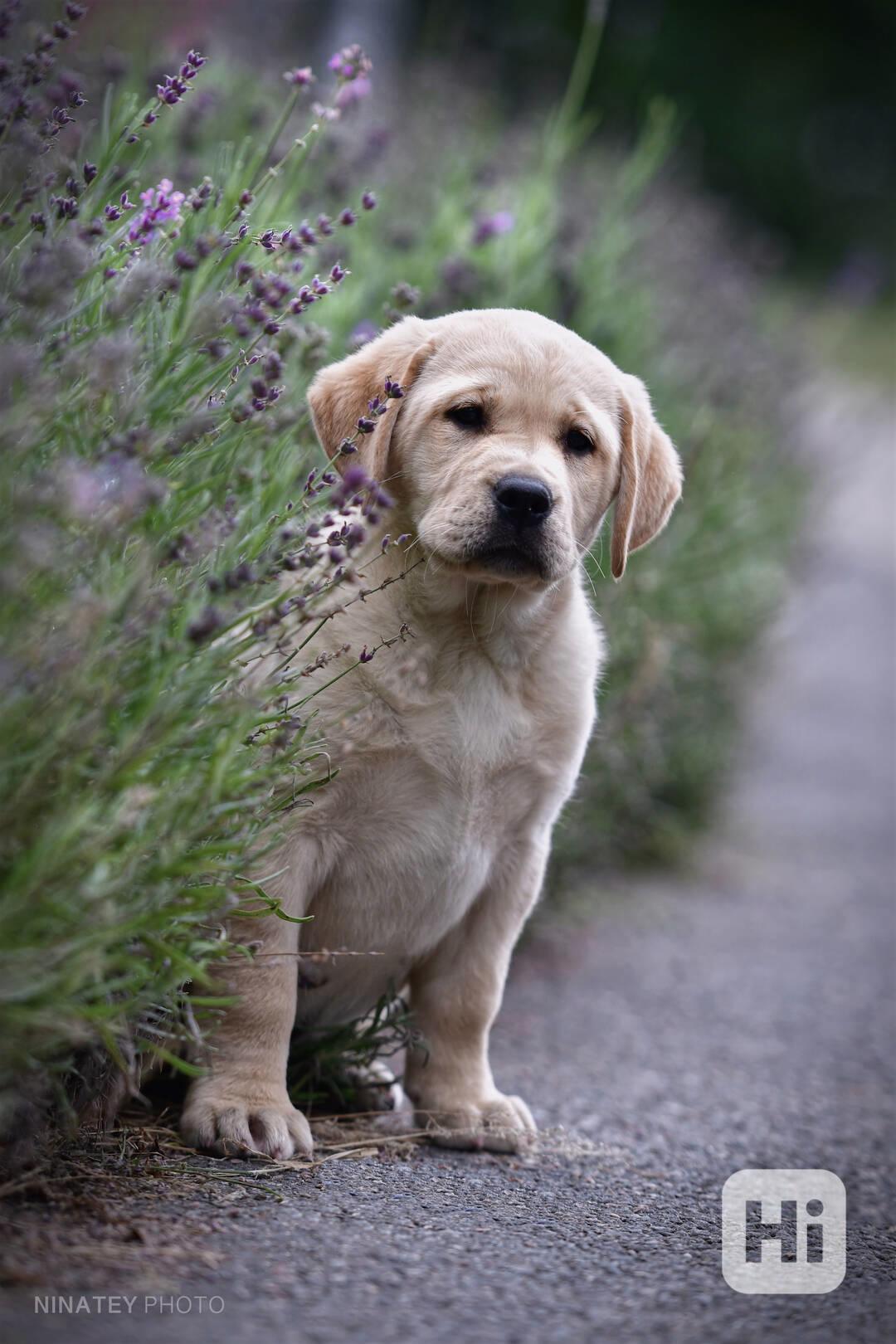 Labrador štěňata holčičky s PP - foto 1