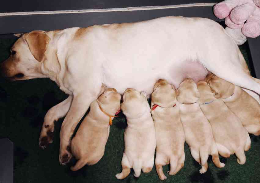 Labrador štěňata holčičky s PP - foto 11