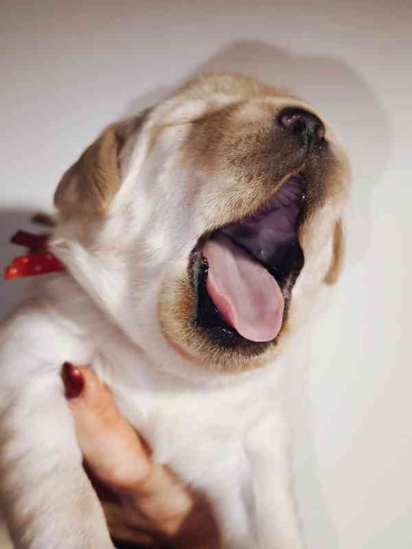 Labrador štěňata holčičky s PP - foto 3