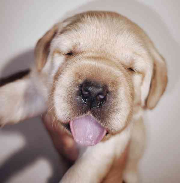 Labrador štěňata holčičky s PP - foto 2