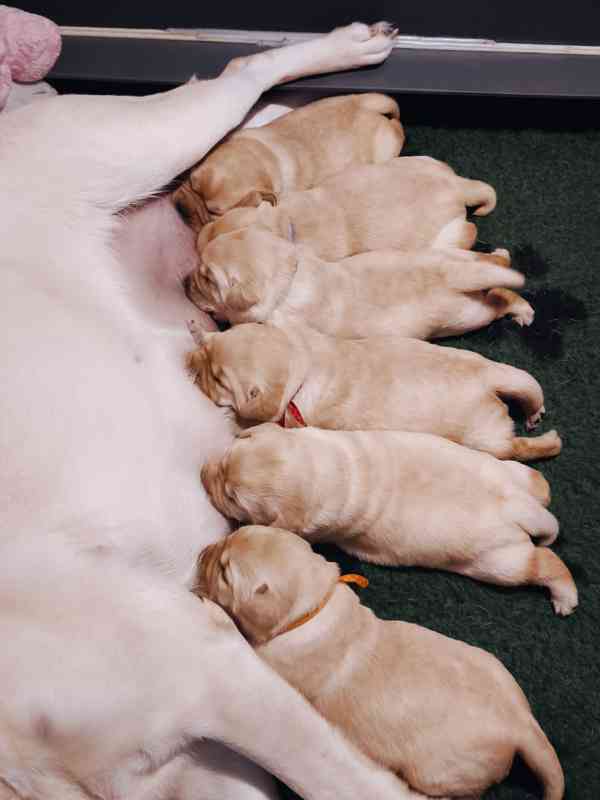Labrador štěňata holčičky s PP - foto 12