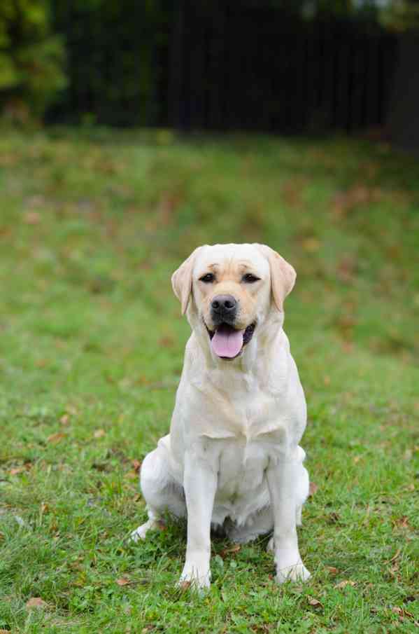 Labrador štěňata holčičky s PP - foto 7