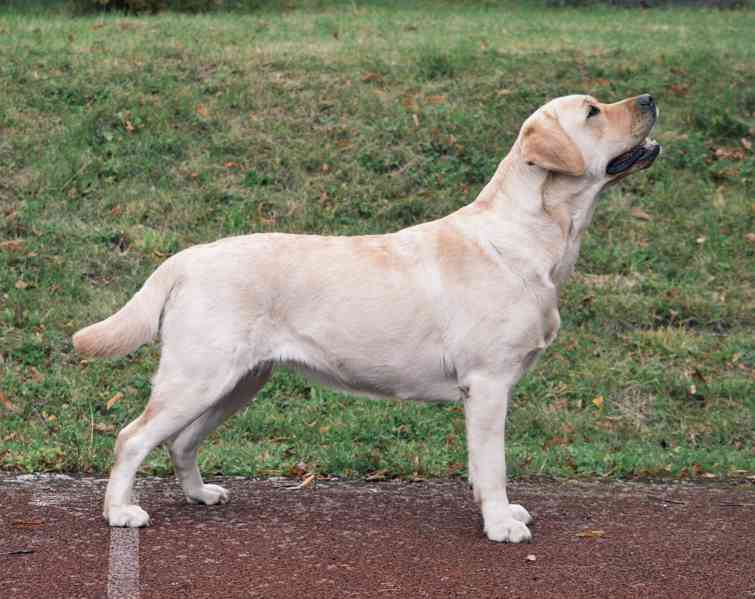 Labrador štěňata holčičky s PP - foto 8