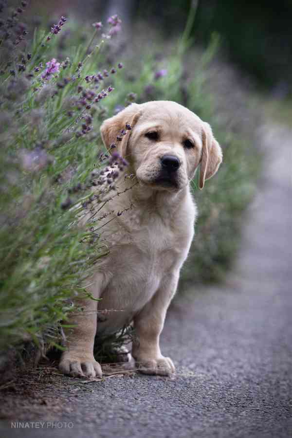 Labrador štěňata holčičky s PP - foto 1