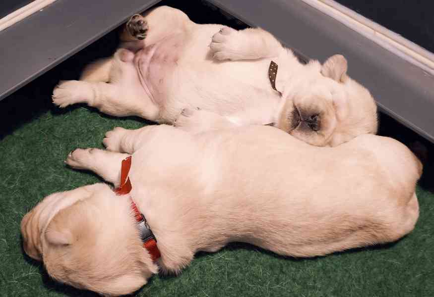 Labrador štěňata holčičky s PP - foto 4