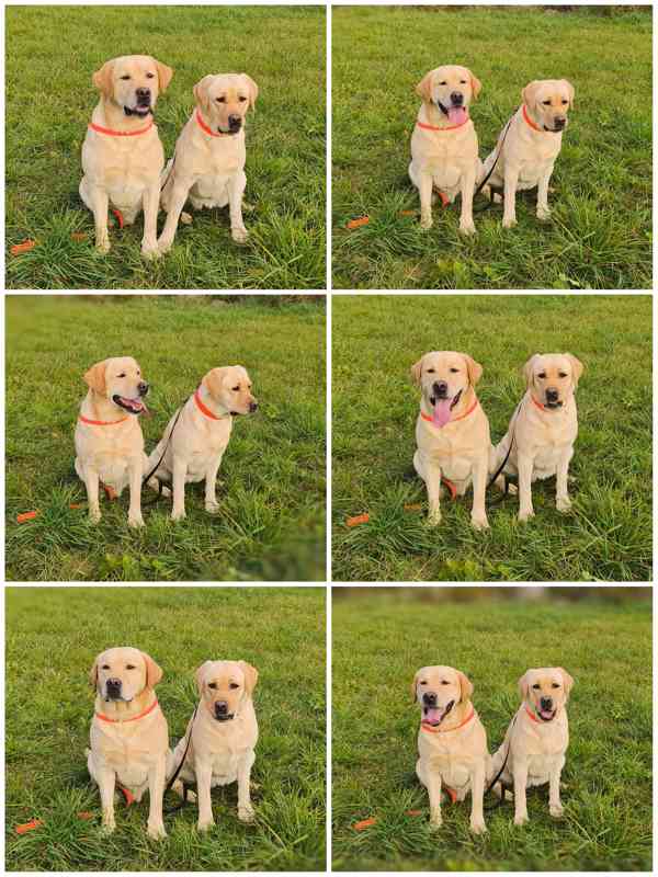 Labrador štěňata holčičky s PP - foto 6