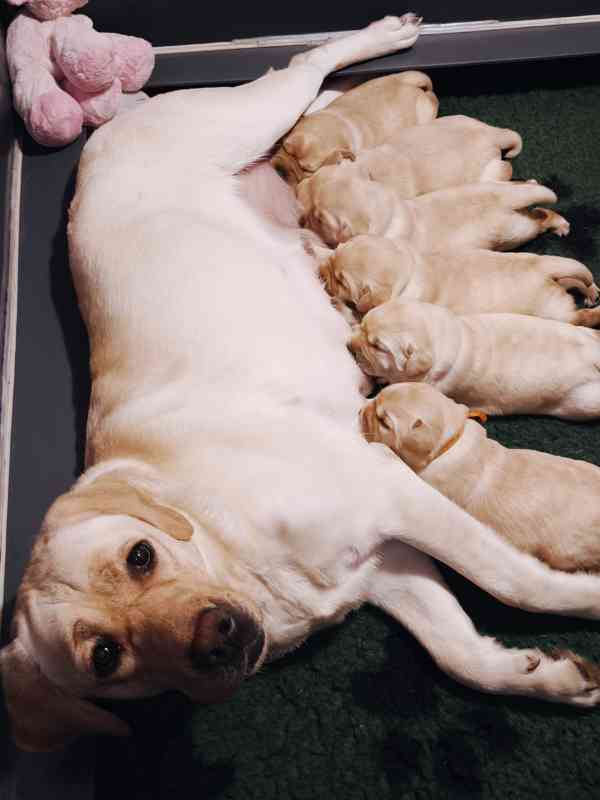 Labrador štěňata holčičky s PP - foto 10