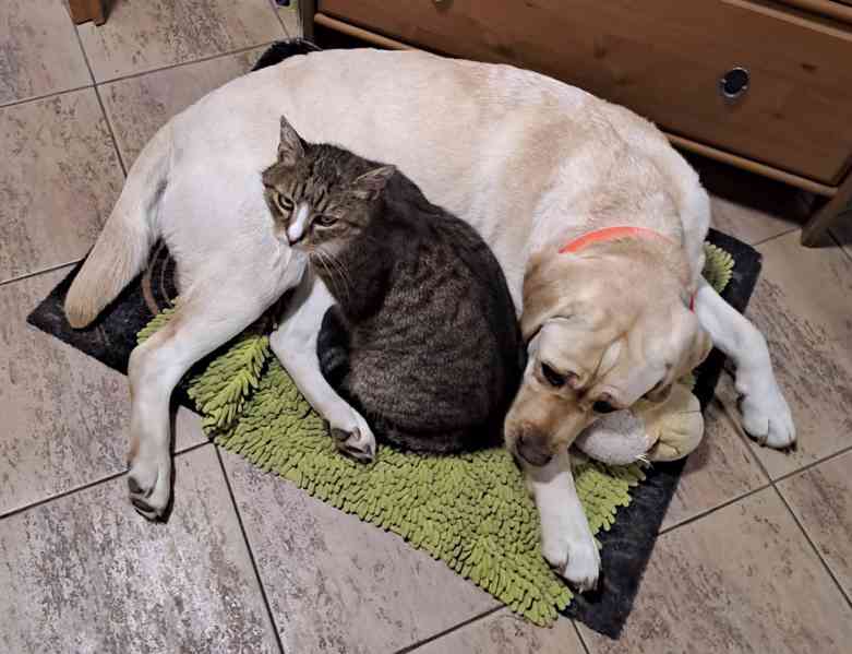 Labrador štěňata holčičky s PP - foto 9