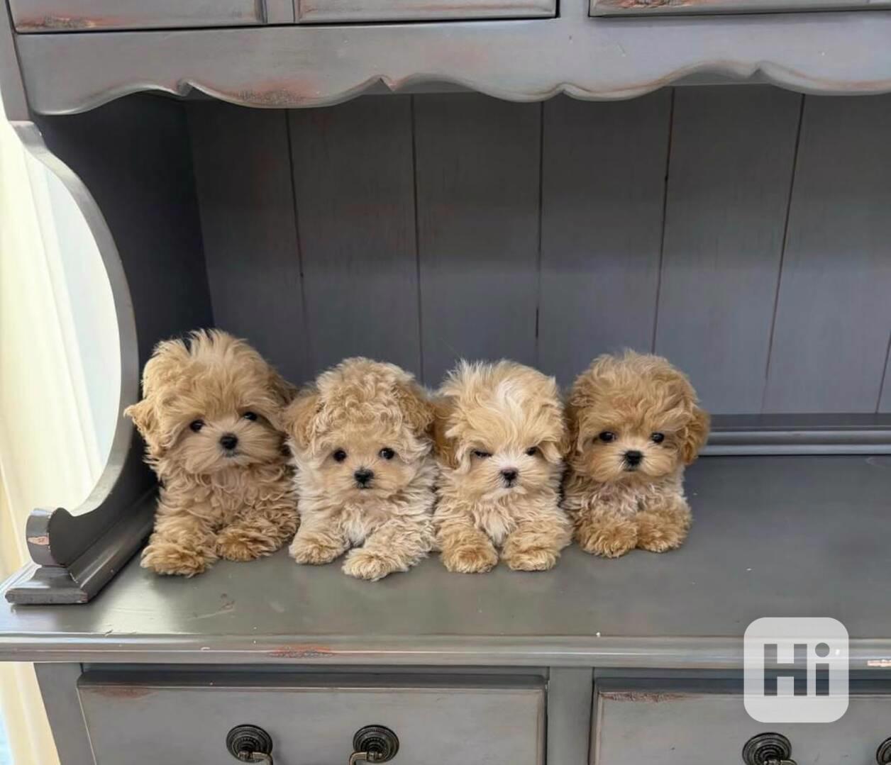 Rozkošná, velmi malá štěňátka maltipoo - foto 1