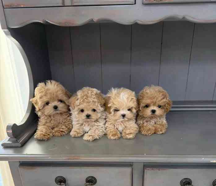 Rozkošná, velmi malá štěňátka maltipoo - foto 1