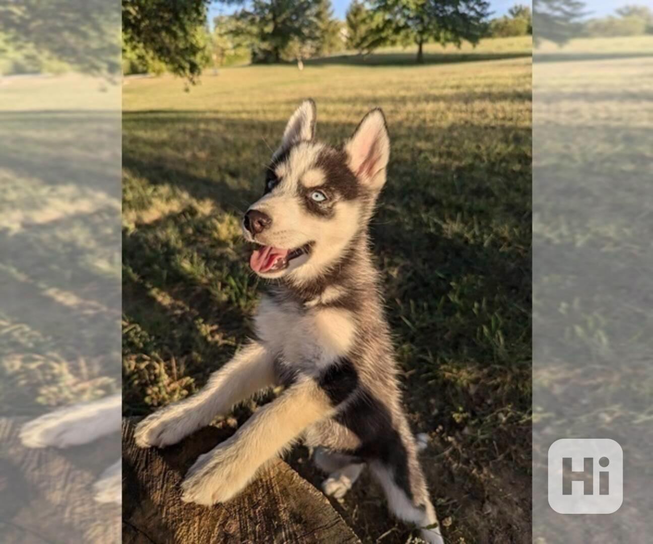 ŠTĚŇATA SIBIŘSKÉHO HUSKY K Adopci - foto 1