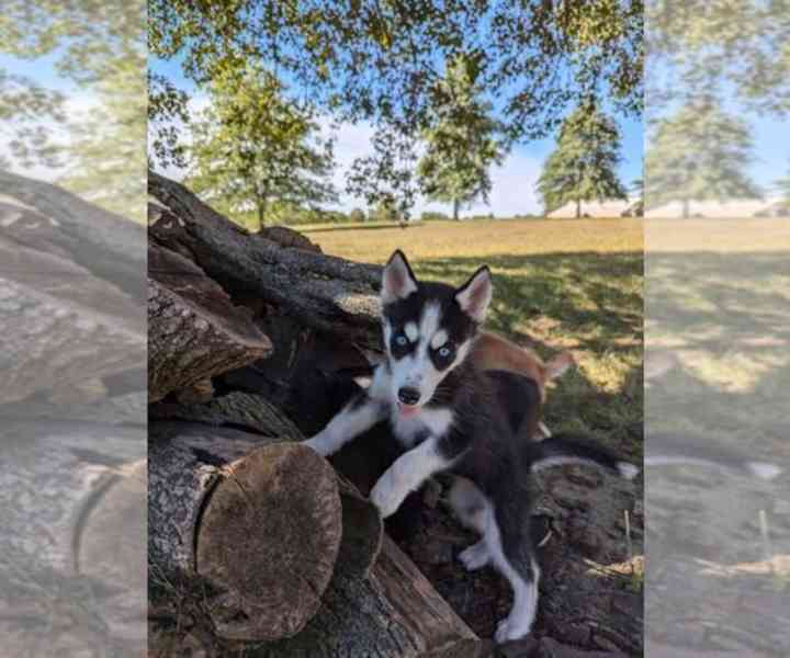 ŠTĚŇATA SIBIŘSKÉHO HUSKY K Adopci - foto 5