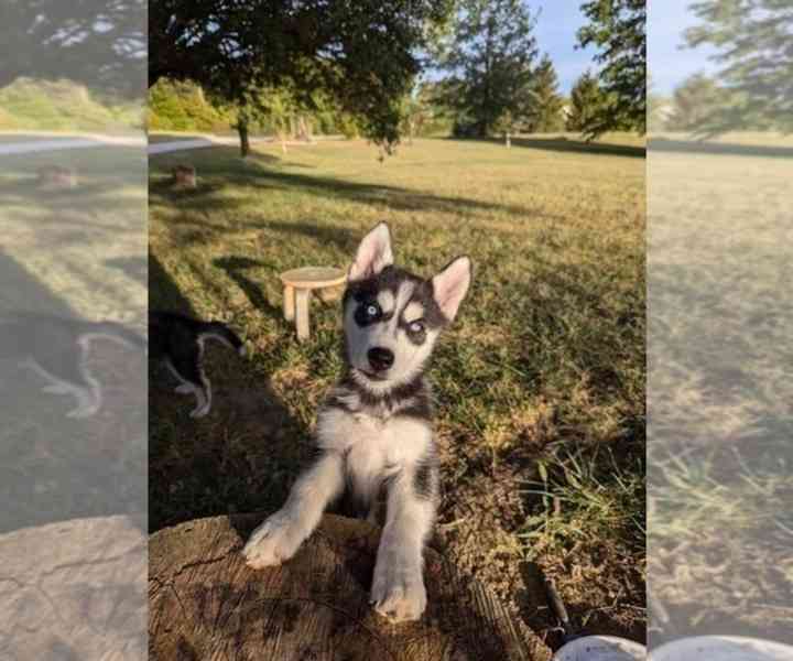 ŠTĚŇATA SIBIŘSKÉHO HUSKY K Adopci - foto 6