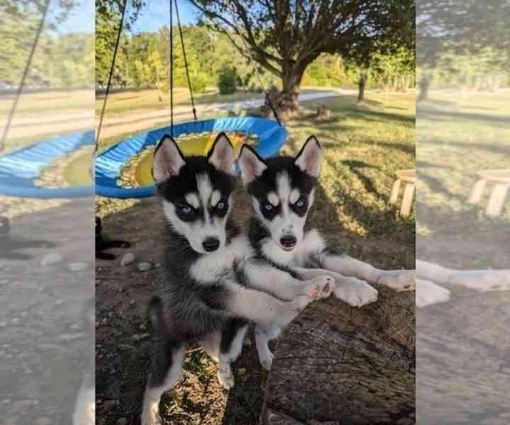 ŠTĚŇATA SIBIŘSKÉHO HUSKY K Adopci - foto 8