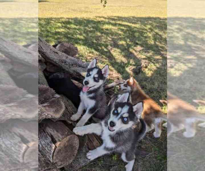 ŠTĚŇATA SIBIŘSKÉHO HUSKY K Adopci - foto 2