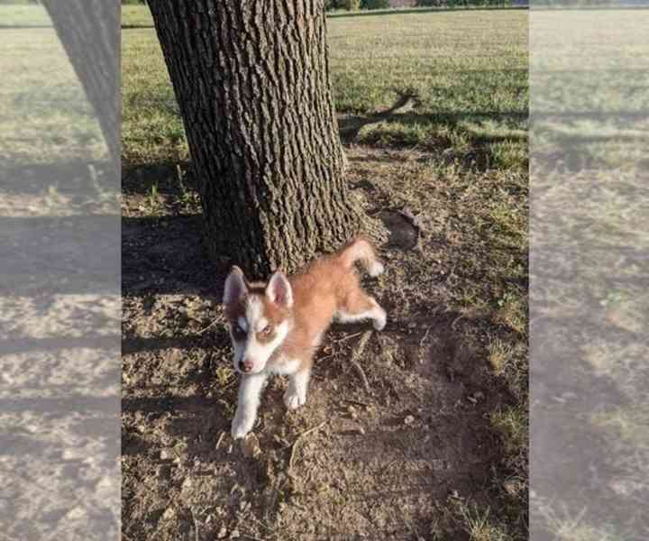 ŠTĚŇATA SIBIŘSKÉHO HUSKY K Adopci - foto 7