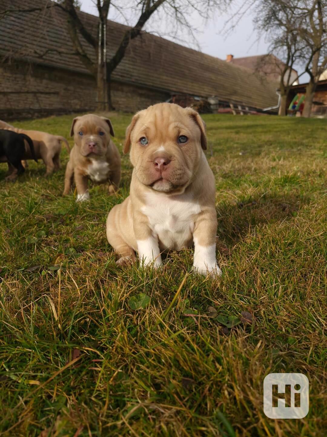 American Bully standard - foto 1