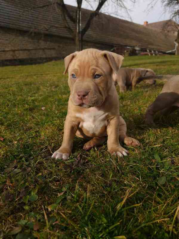 American Bully standard - foto 13