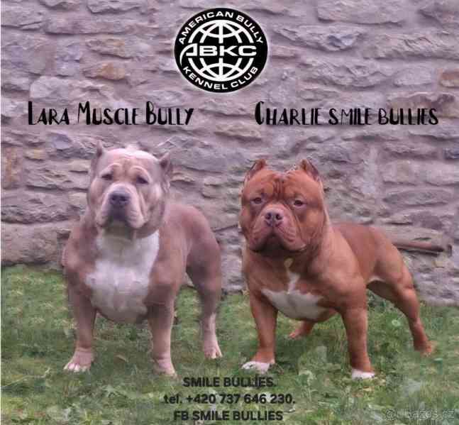 American Bully standard - foto 12