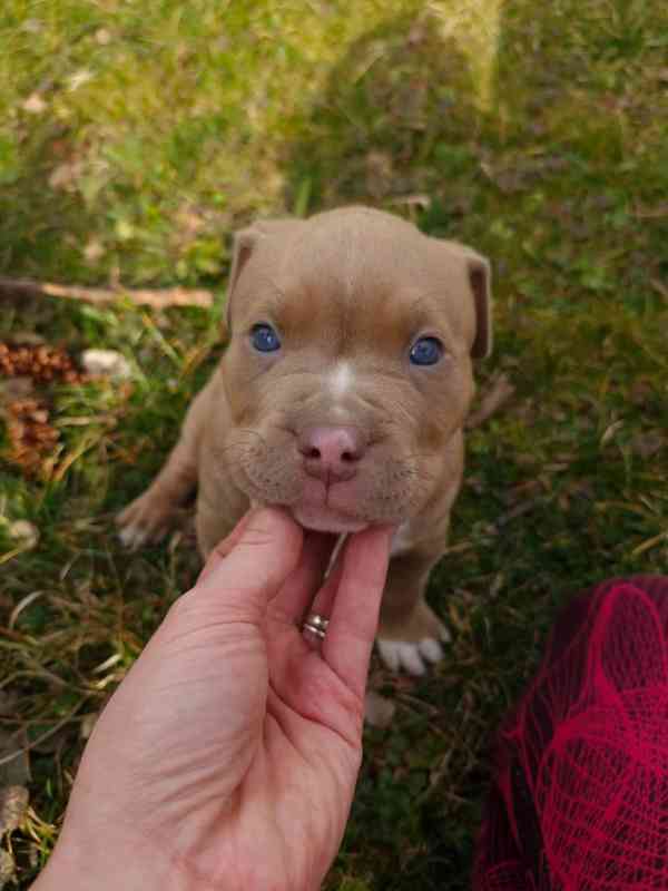 American Bully standard - foto 20