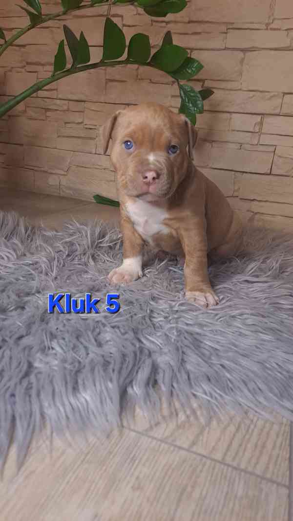 American Bully standard - foto 8