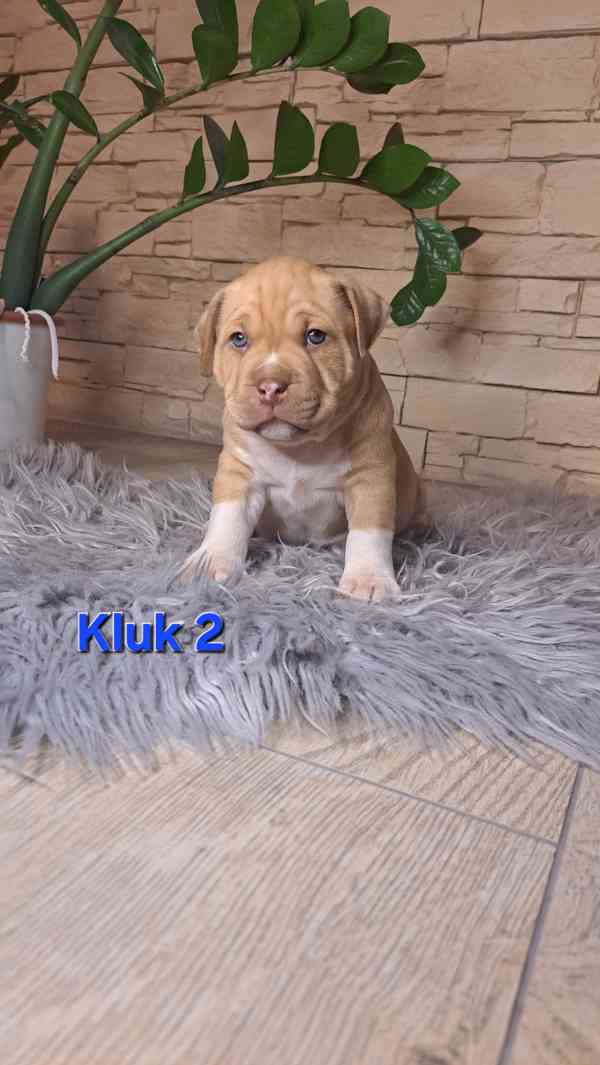 American Bully standard - foto 3