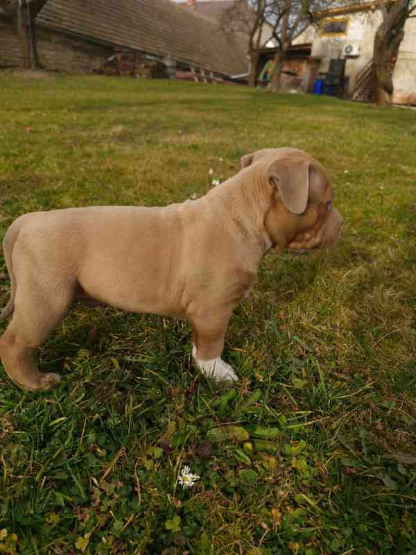 American Bully standard - foto 18