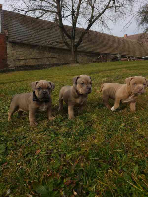 American Bully standard - foto 19