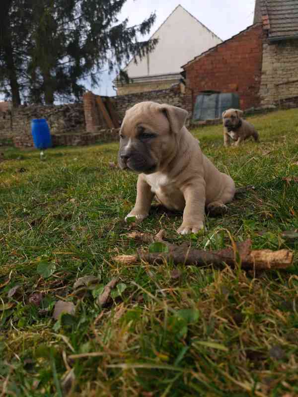 American Bully standard - foto 17