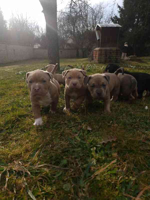 American Bully standard - foto 15