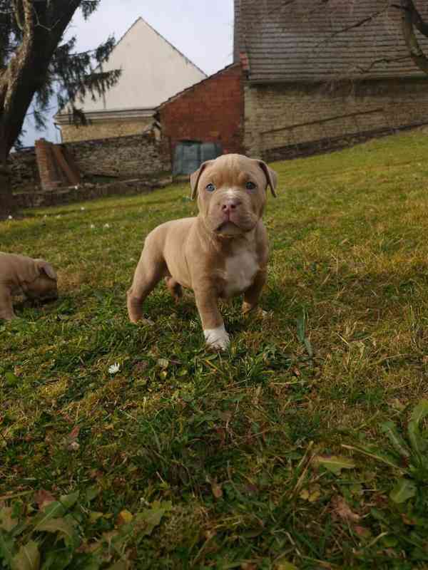 American Bully standard - foto 16