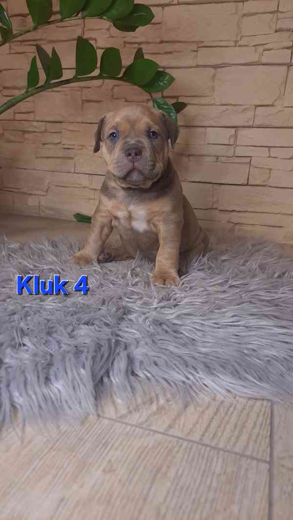 American Bully standard - foto 6