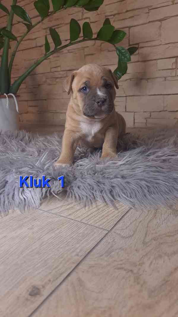 American Bully standard - foto 2