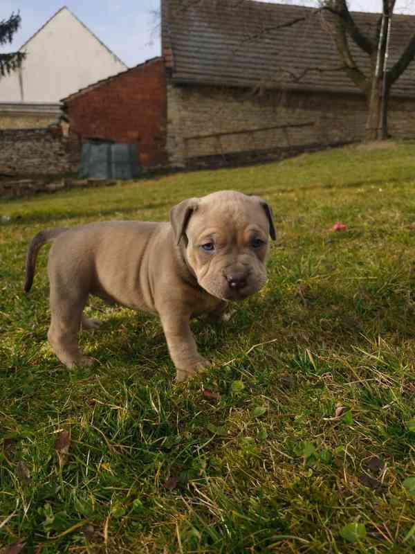 American Bully standard - foto 14