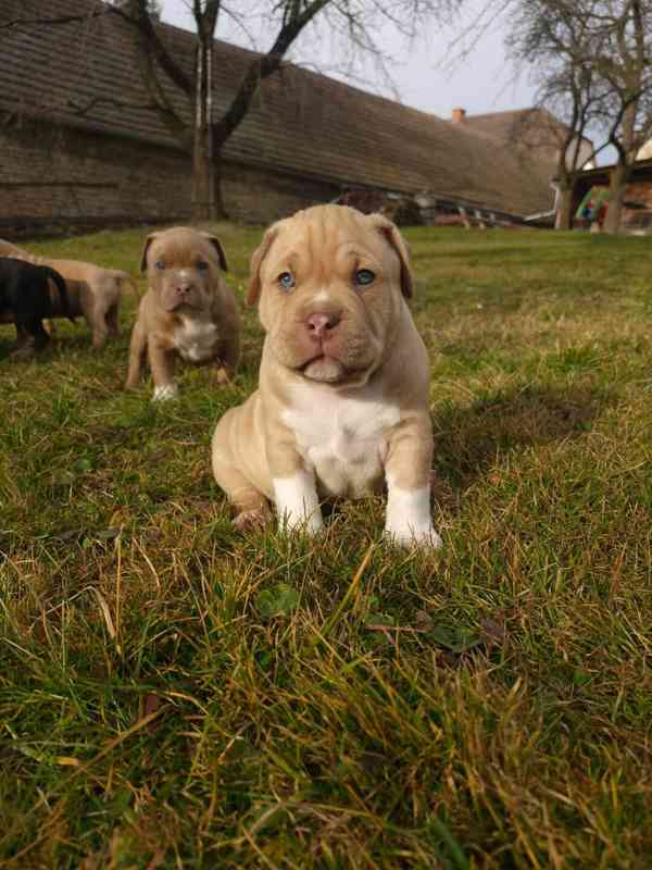 American Bully standard - foto 1