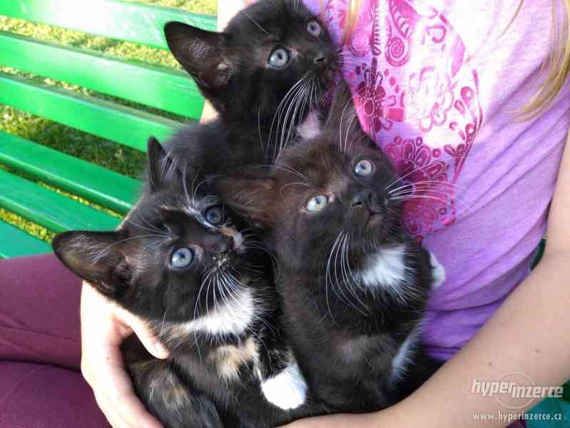 Tři koťátka - foto 2