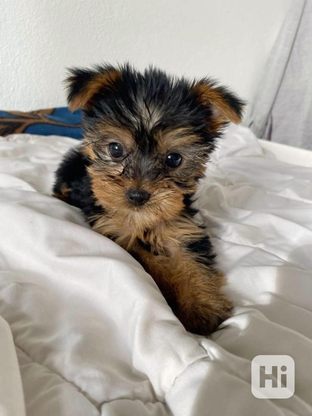 Yorkshirský teriér štěňata s pp - foto 1