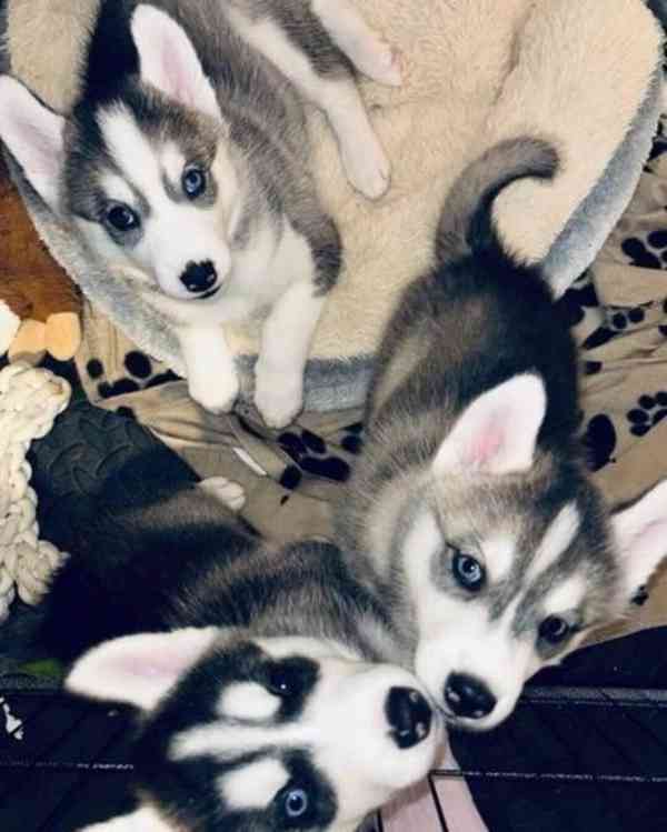 Sibiřští husky - foto 2