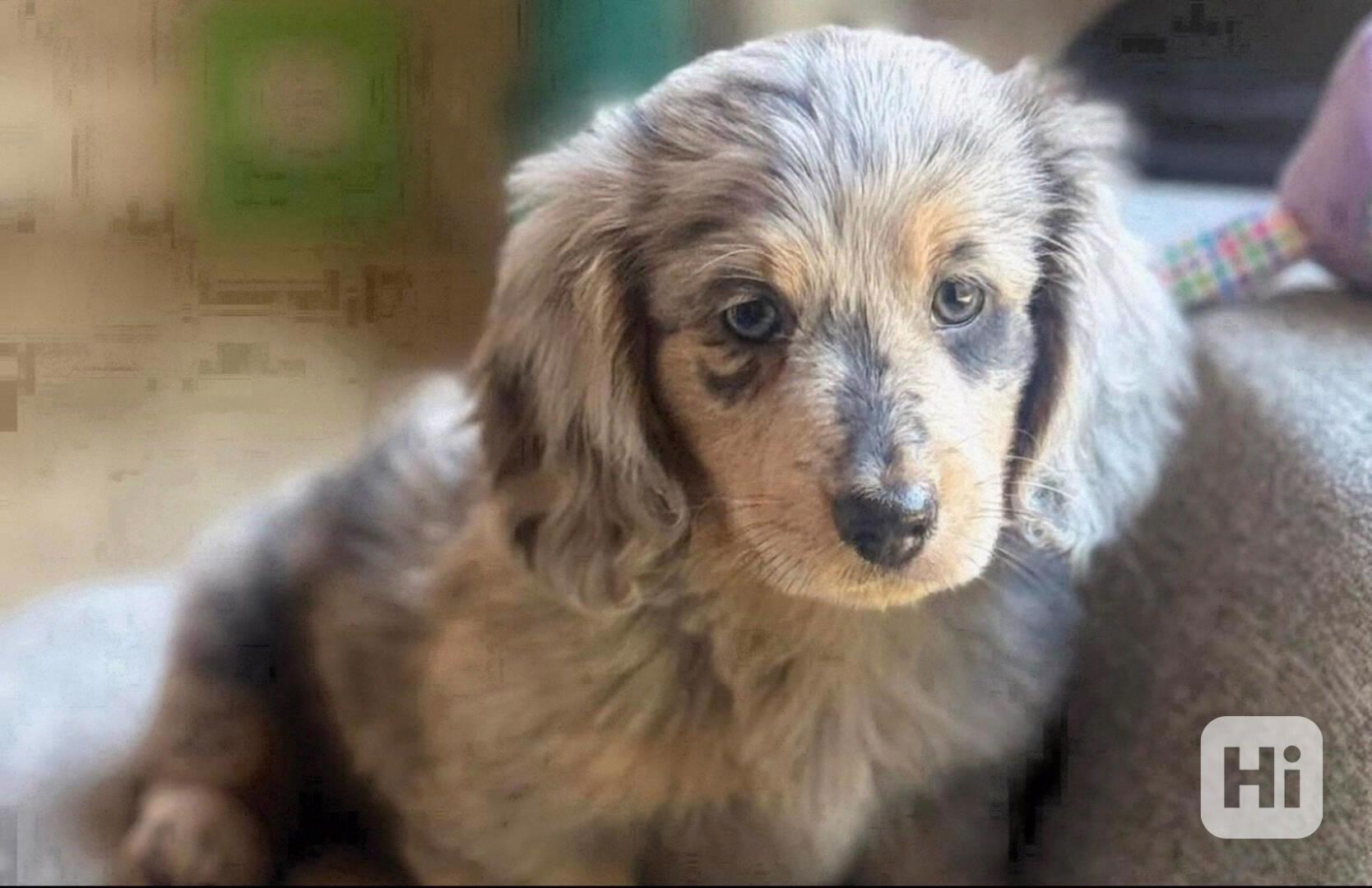 Štěňata jezevčíka k adopci. - foto 1