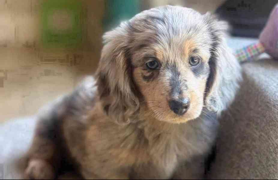 Štěňata jezevčíka k adopci. - foto 1