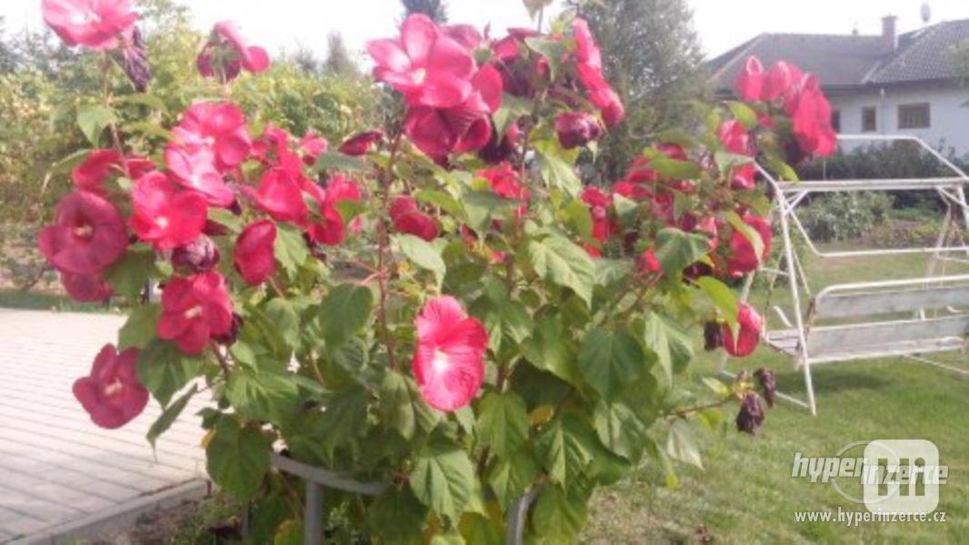 IBIŠEK BAHENNÍ, velkokvětý, Hibiscus Moscheutos, i zakrslé - foto 5