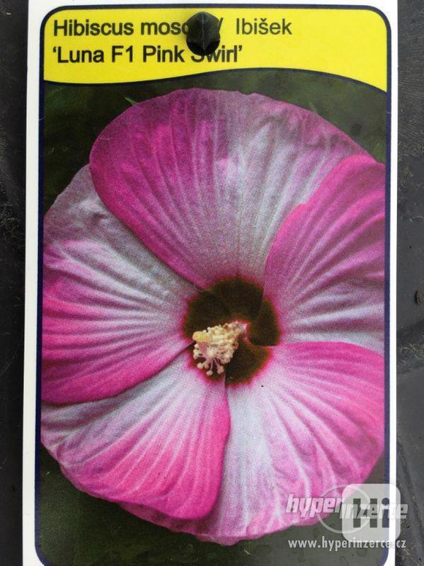 IBIŠEK BAHENNÍ, velkokvětý, Hibiscus Moscheutos, i zakrslé - foto 6