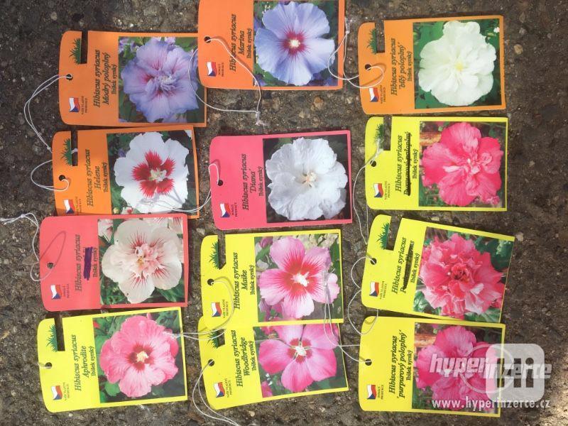 IBIŠEK BAHENNÍ, velkokvětý, Hibiscus Moscheutos, i zakrslé - foto 10