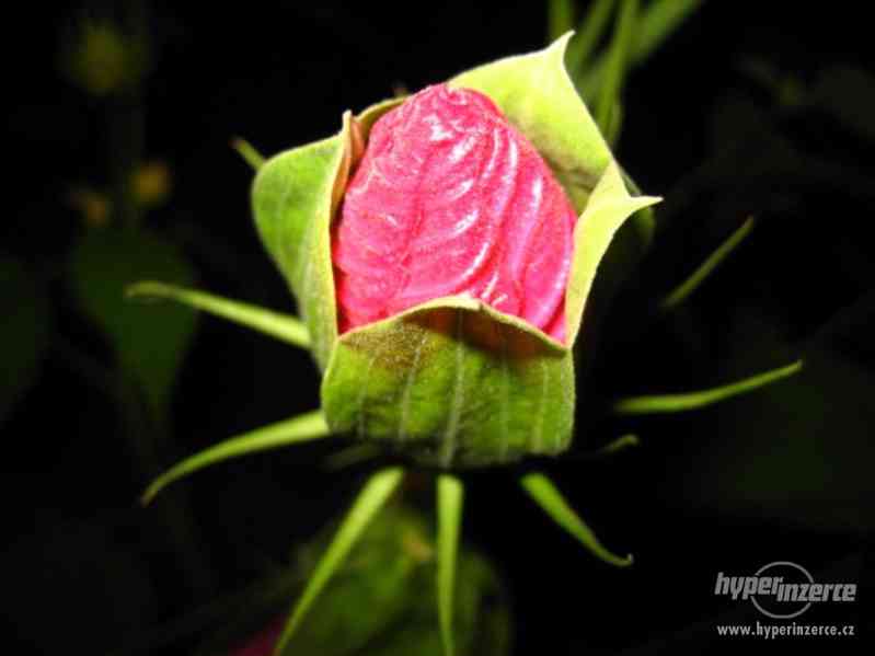 IBIŠEK BAHENNÍ, velkokvětý, Hibiscus Moscheutos, i zakrslé - foto 3