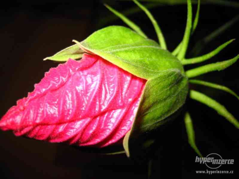 IBIŠEK BAHENNÍ, velkokvětý, Hibiscus Moscheutos, i zakrslé - foto 4
