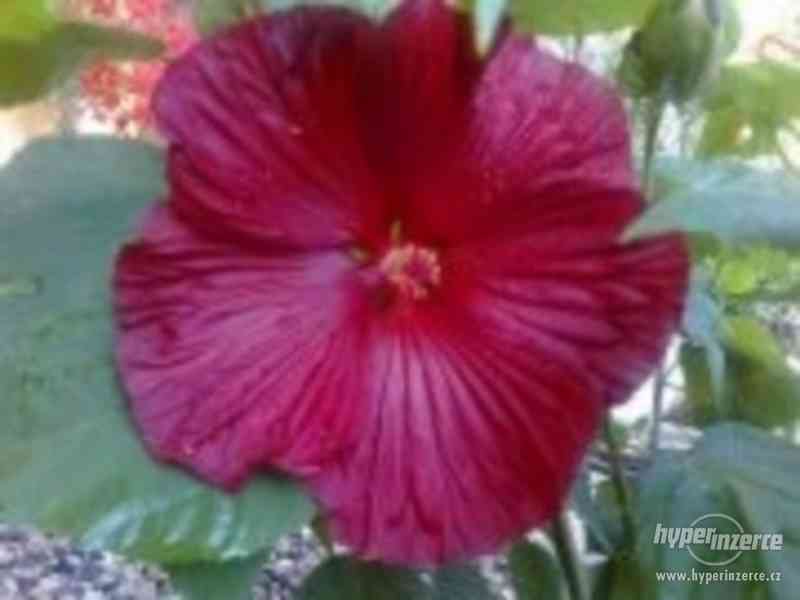 IBIŠEK BAHENNÍ, velkokvětý, Hibiscus Moscheutos, i zakrslé - foto 7